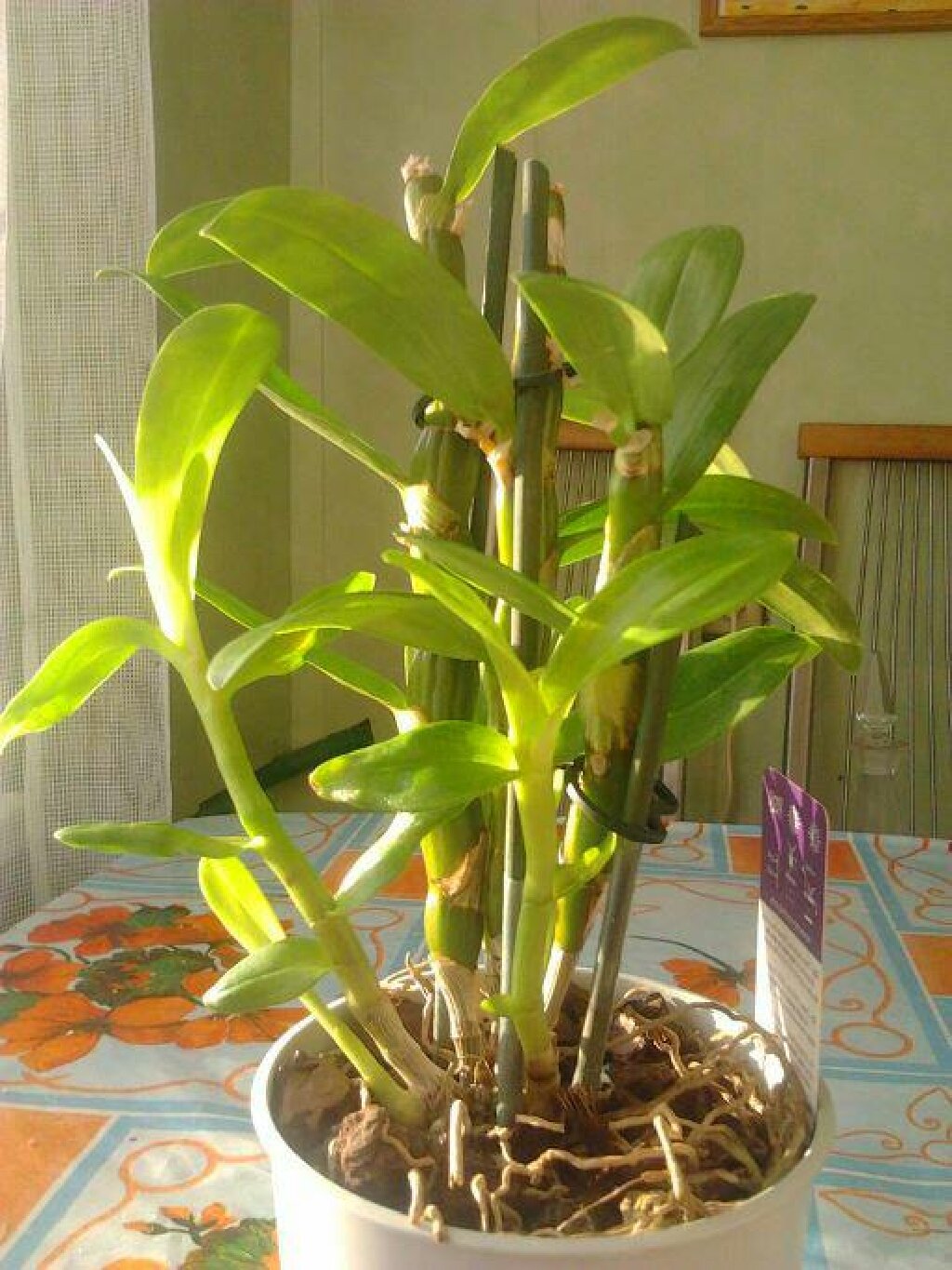 Дендробиум как ухаживать в домашних. Бамбуковая Орхидея Дендробиум Нобиле.. Орхидея Dendrobium Nobile. Дендробиум Нобиле цветоносы. Фаленопсис Дендробиум Нобиле.