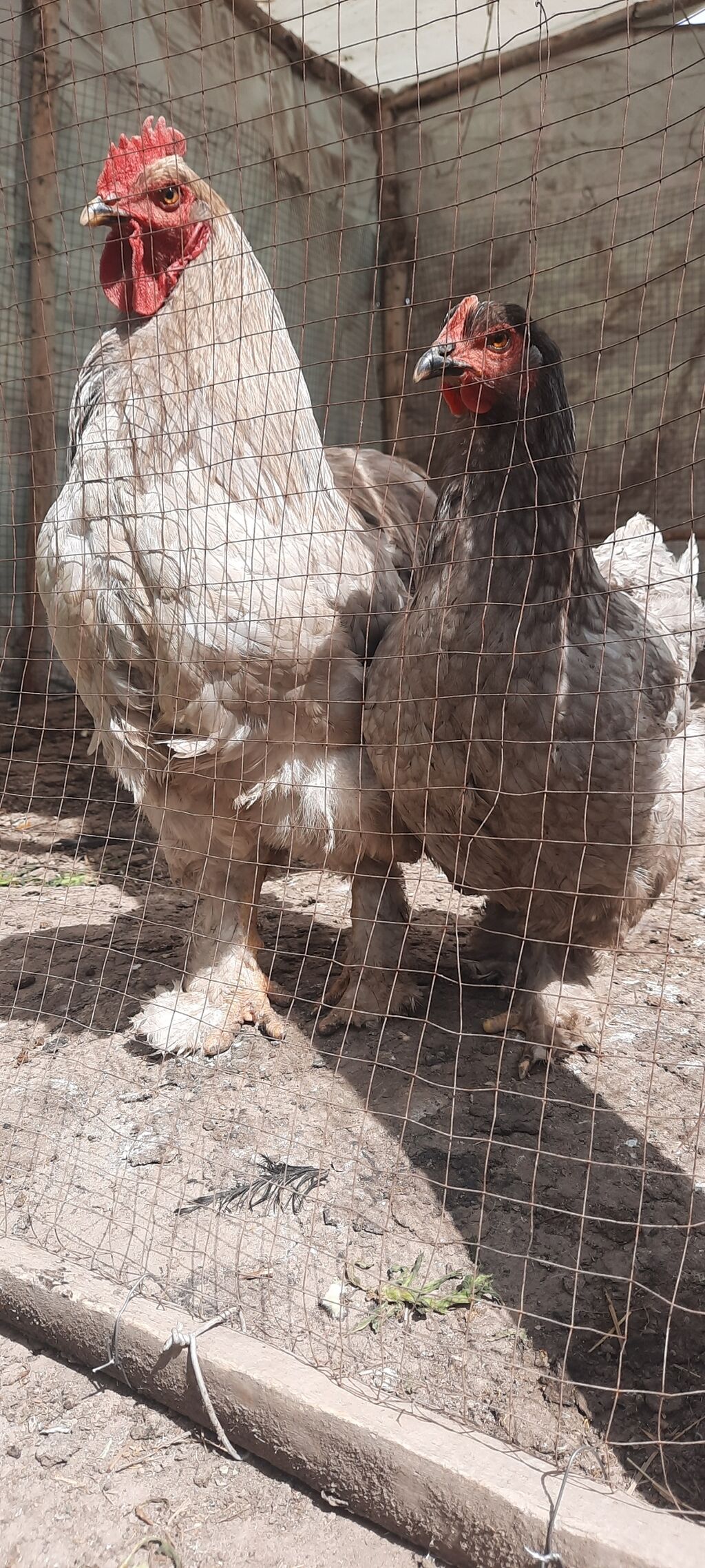 Mottled Pekin Bantam / Карликовый Кохинхин Чёрный Мрамор