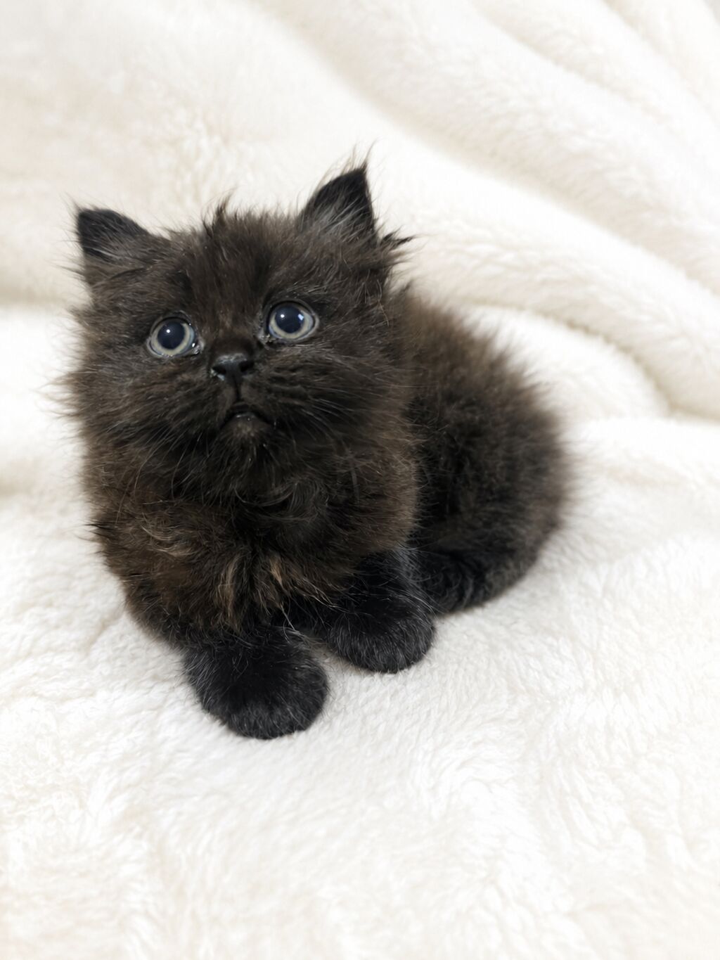 Котята, помёт из трёх малышей: -Родились: фото 4