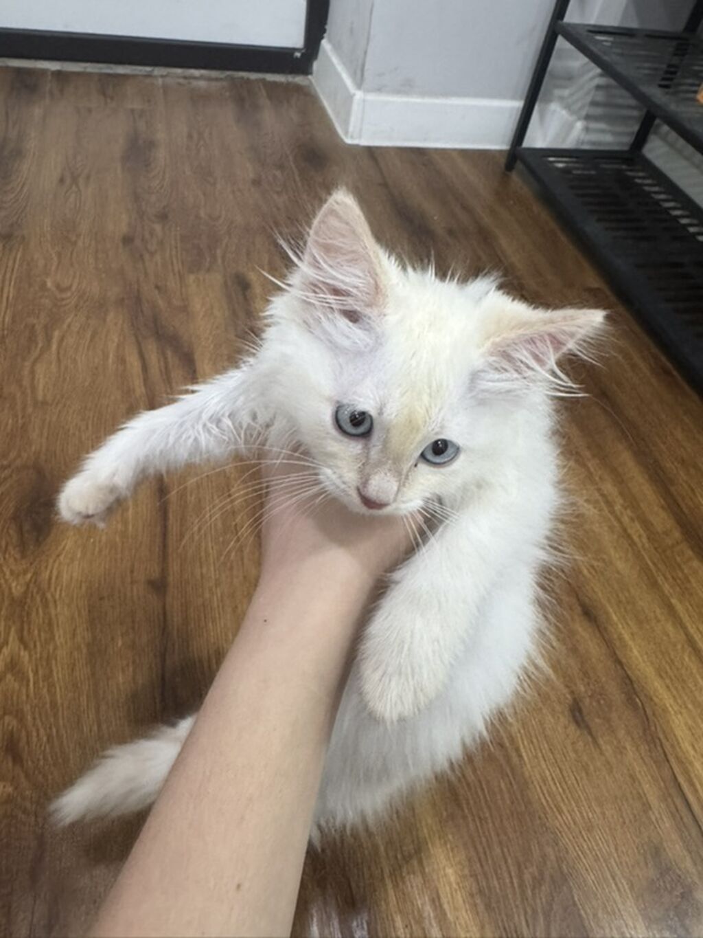 Белоснежный котёнок с голубыми глазами. - Возраст: котёнок: фото 1