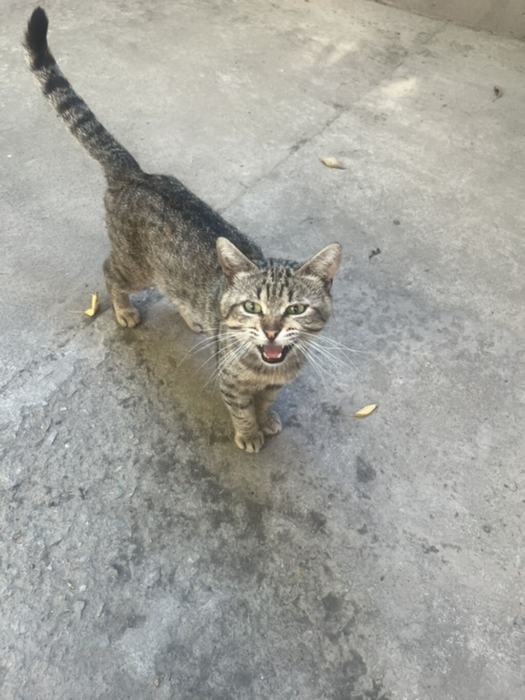 Отдам котят в добрые и заботливые руки! Очаровательные котята: фото 2
