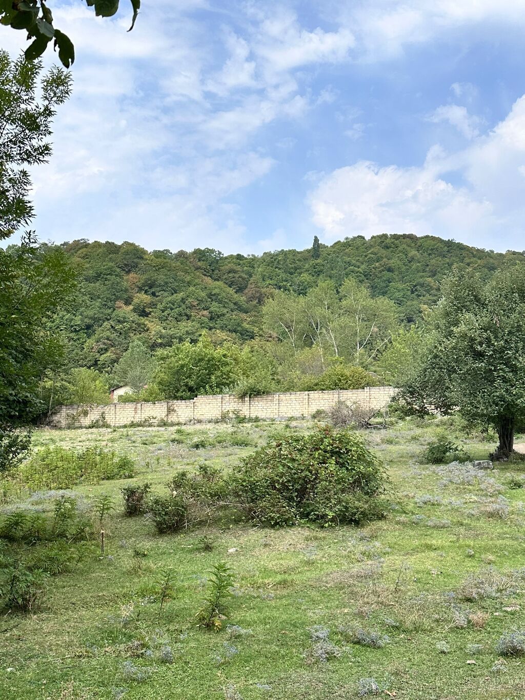Tikinti