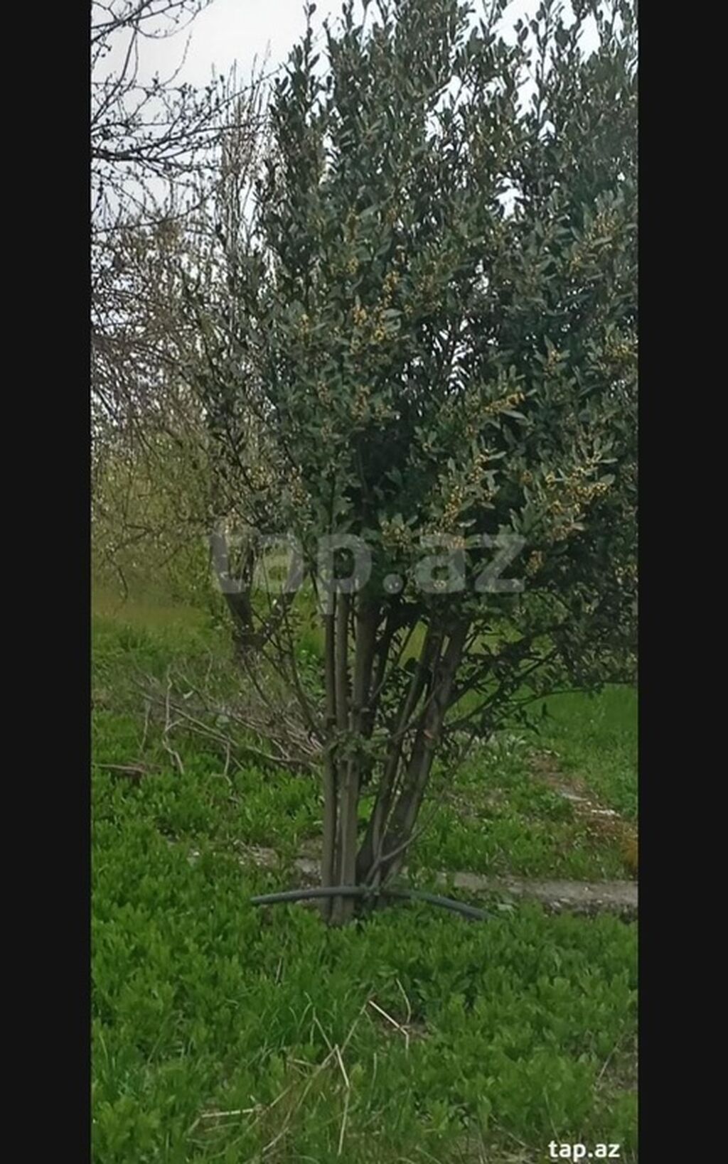 Kənd təsərrüfatı, Makler, Kupça (Çıxarış)