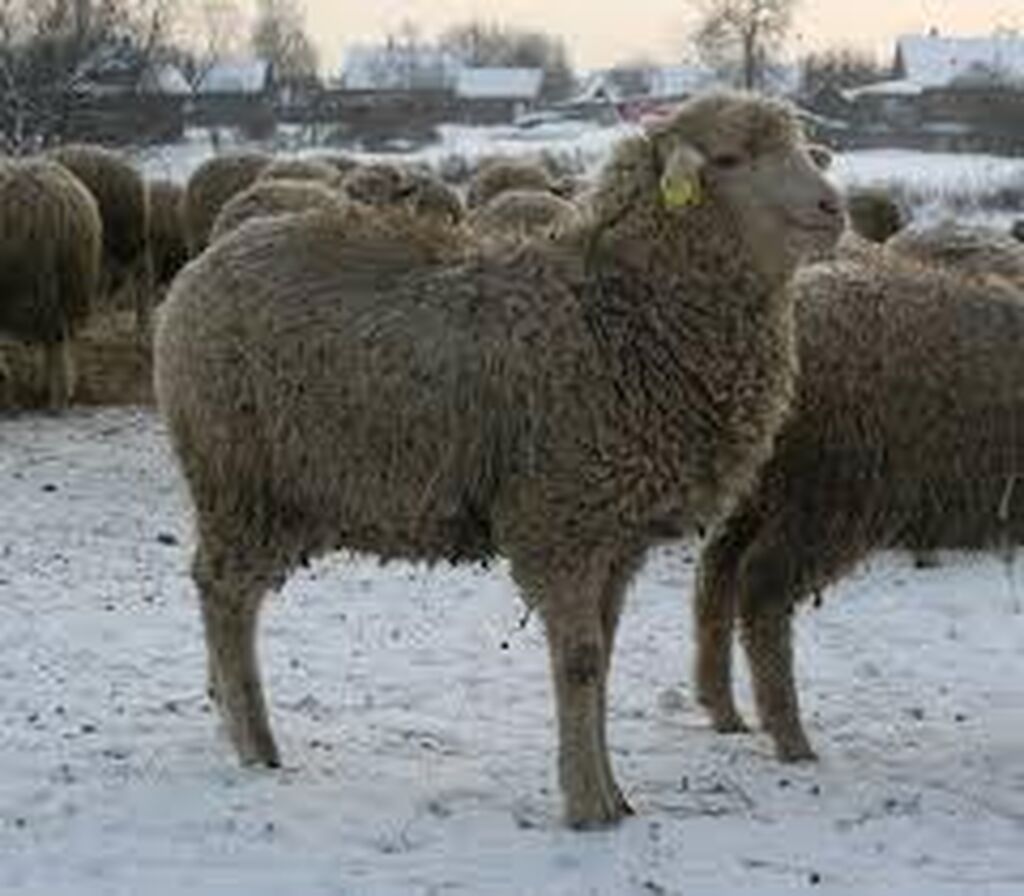 Купить алтайских овец. Порода Баранов меринос. Овцы породы меринос. Волгоградская тонкорунная порода овец. Баран кутум меринос.