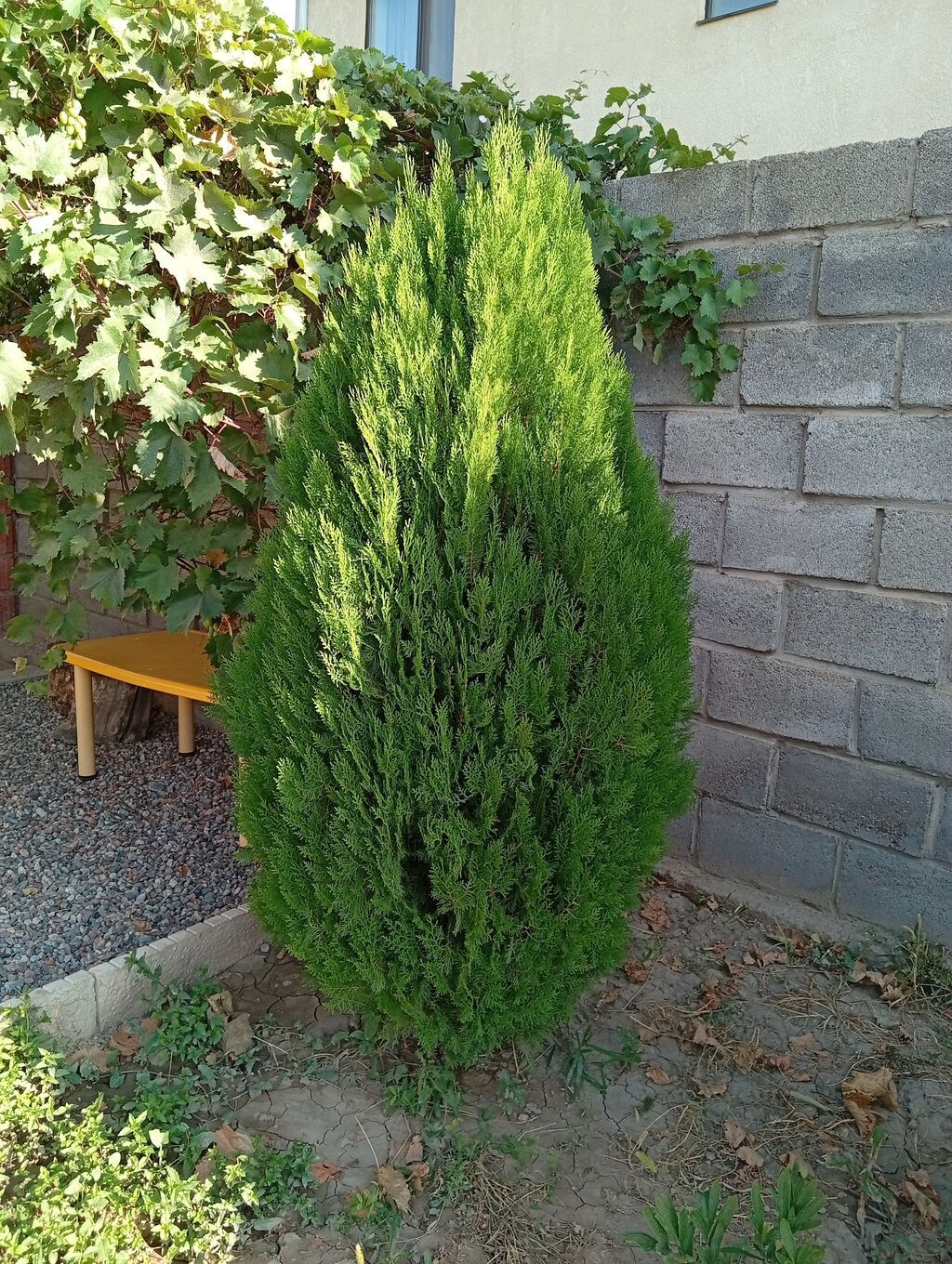 Туя западная Смарагд (Thuja occidentalis ‘Smaragd’) — декоративные: фото 2