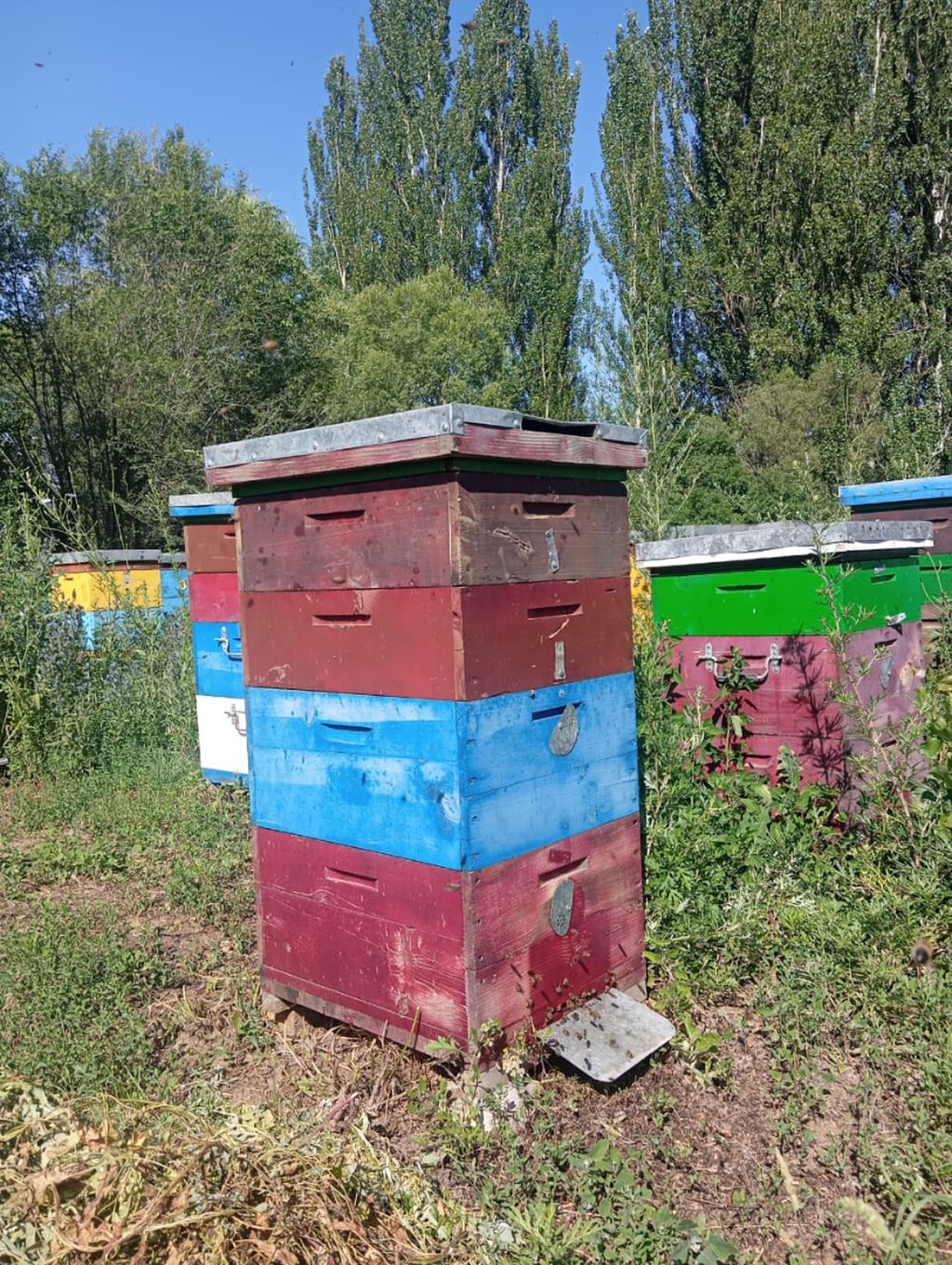Улики с пчёлами - Пчелиные семьи в многокорпусных деревянных ульях: фото 3