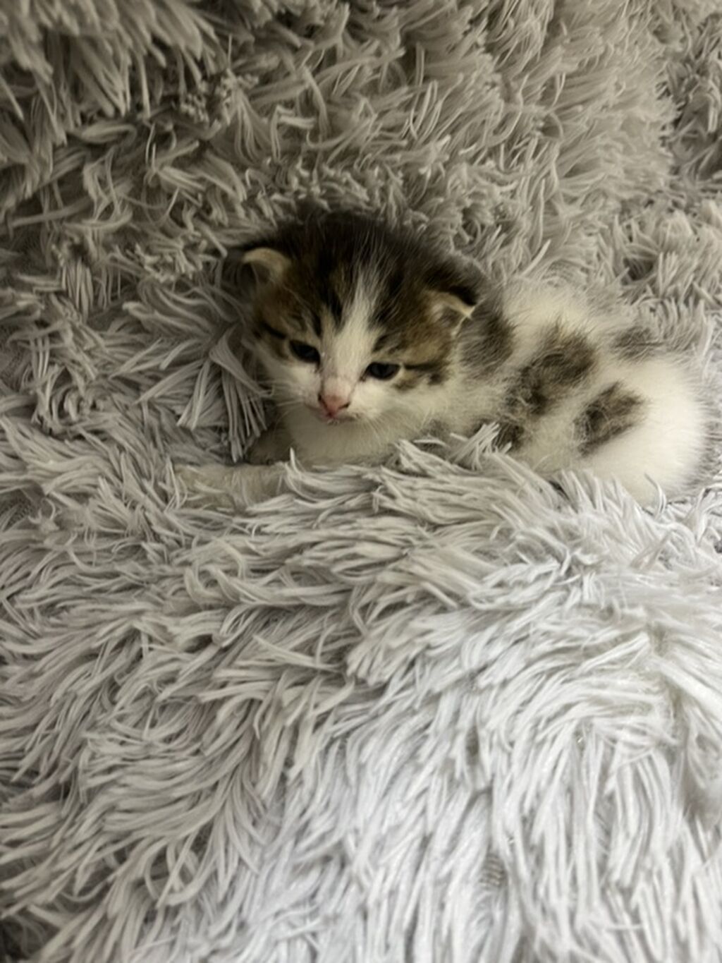 Отдам в добрые руки!)Маленький котёнок классического окраса табби с: фото 2