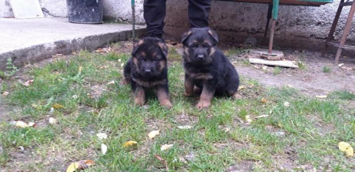 Για σκύλους: German Shepherd Γερμανικός ποιμενικός σε lalafo.gr German Shepherd Γερμανικός ποιμενικός σε Αθήνα