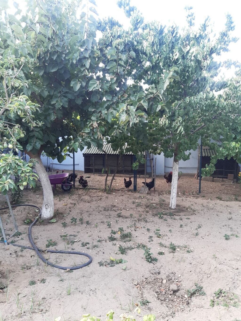 Albalı 7 otaqlı, 220 kv. m, Kredit yoxdur, Yeni təmirli