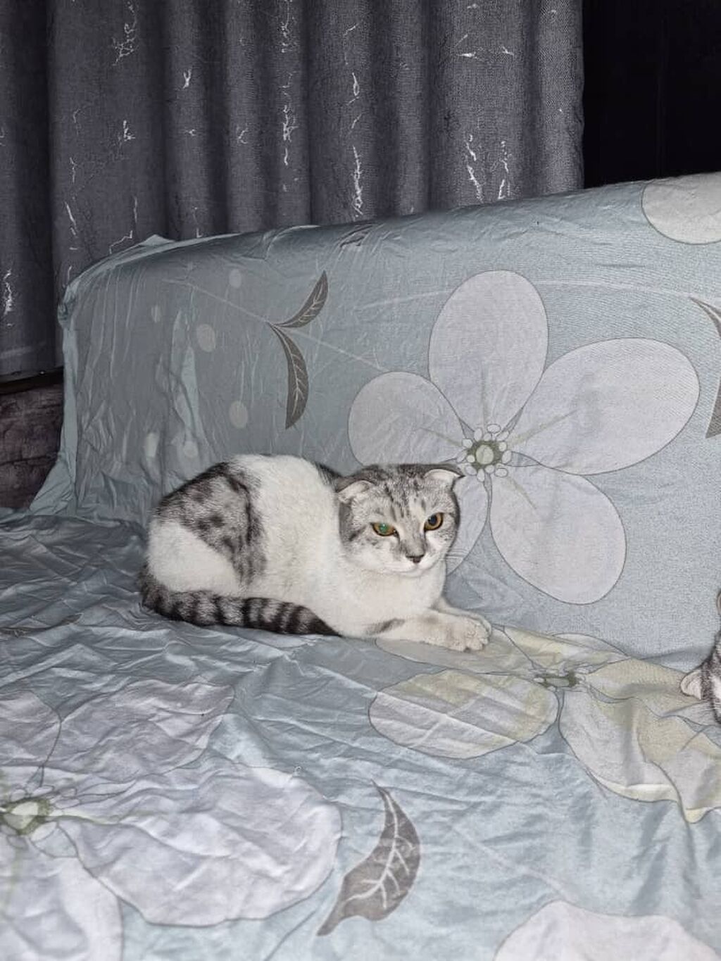 Отдаем бесплатно Шотландские вислоухие котята — фото 5