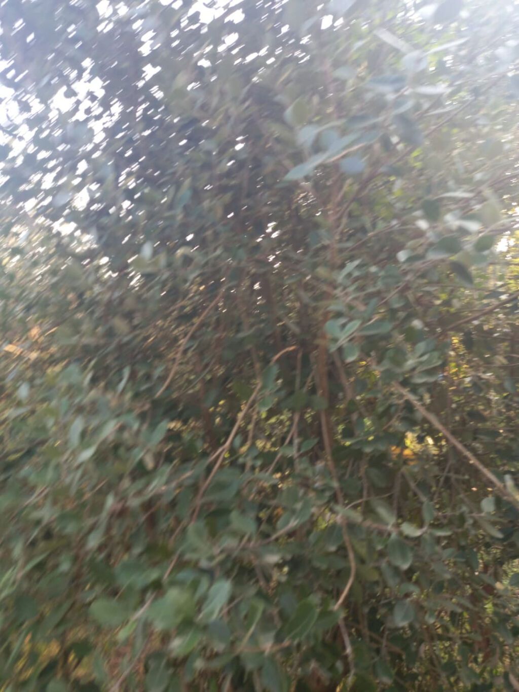 Lənkəran şəhərinə yaxın Veravul kəndində 11 sot həyətyanı torpaq