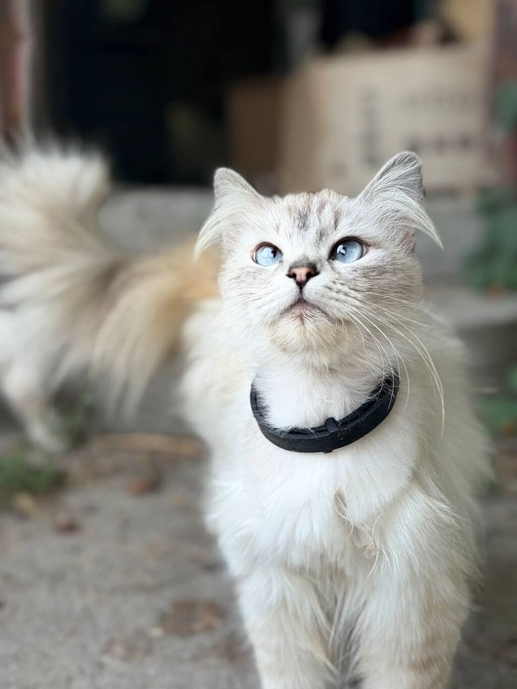 Возьмите кошку - котят в добрые руки! Котятки с голубыми глазами и — фото 6