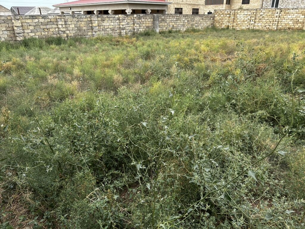6 sot, Tikinti, Mülkiyyətçi, Kupça (Çıxarış)