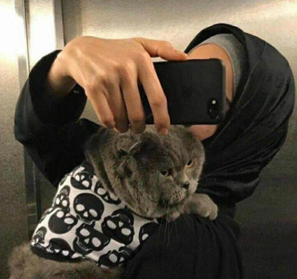 Кошка в хиджабе