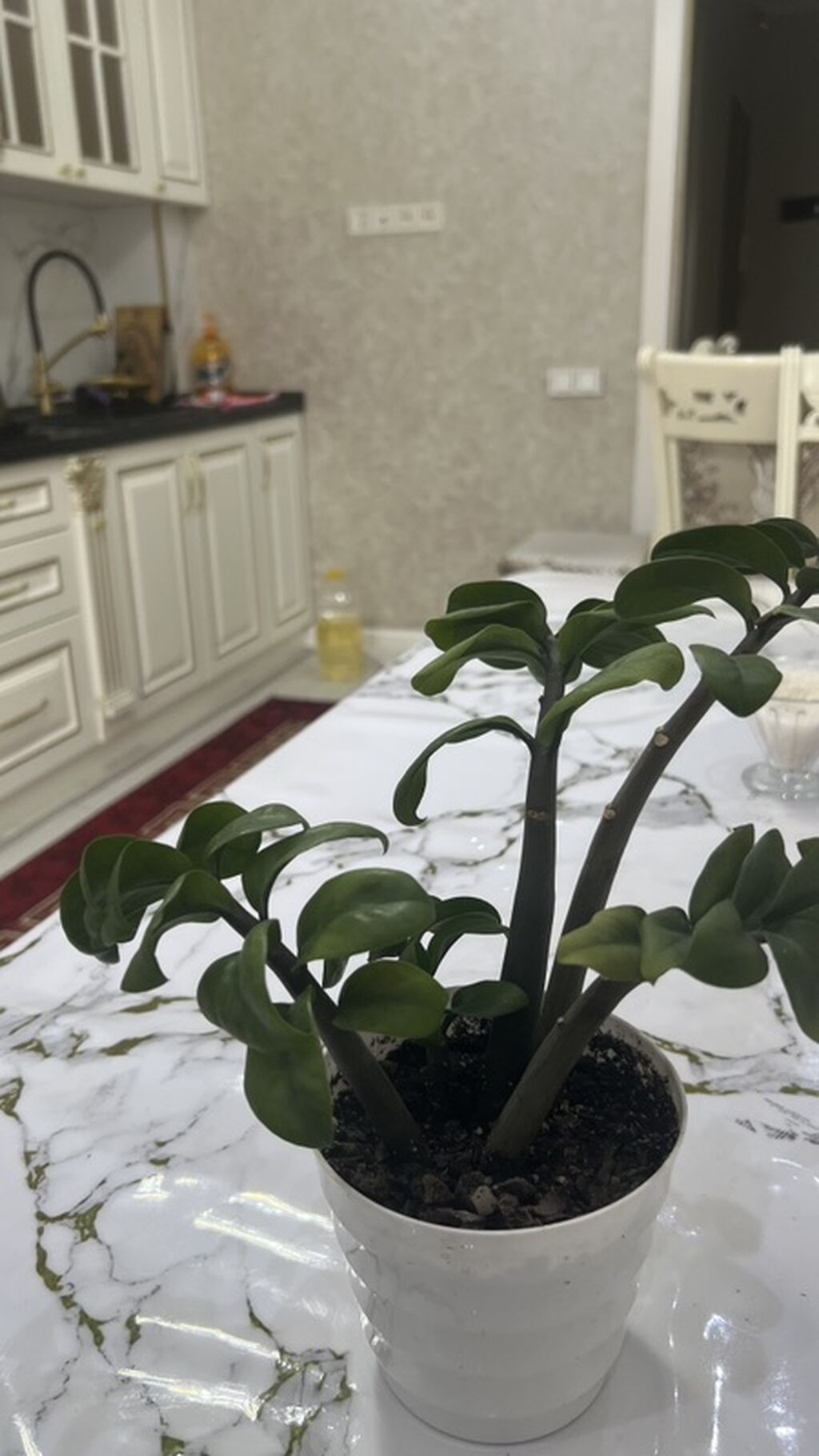 Замиокулькас (Зензи) долларовое дерево растение в горшке — суккулент с: фото 2