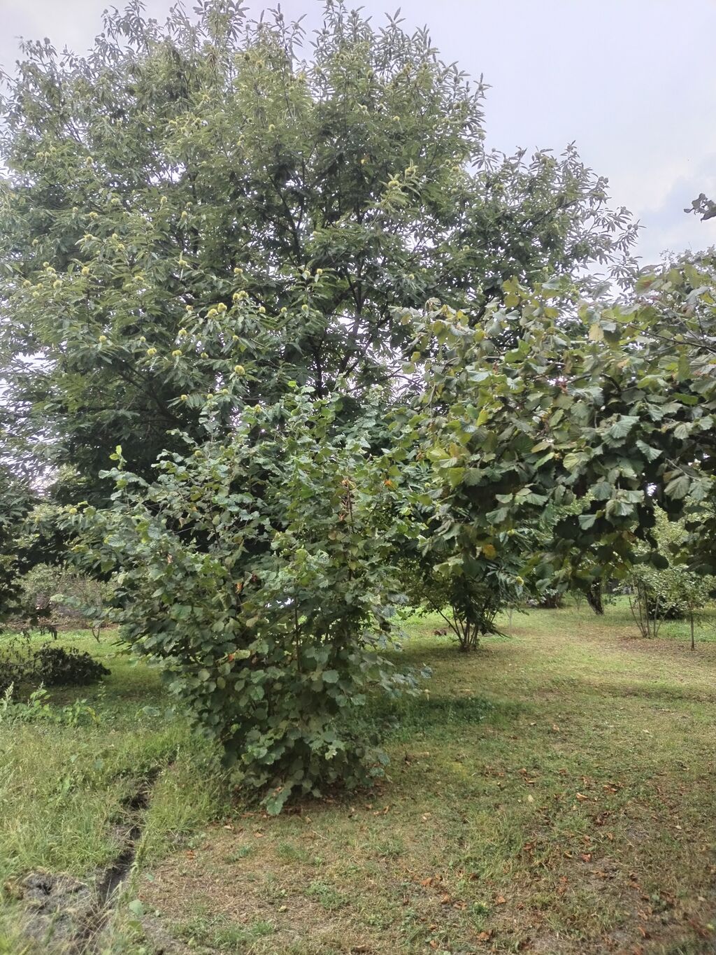 31 sot, Tikinti, Kupça (Çıxarış)