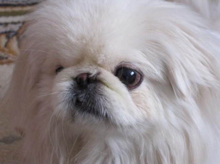 собака пекинес королевский белый. императорский пекинес. пекинес белый. пекинес альбинос. белый пекинес о породе.