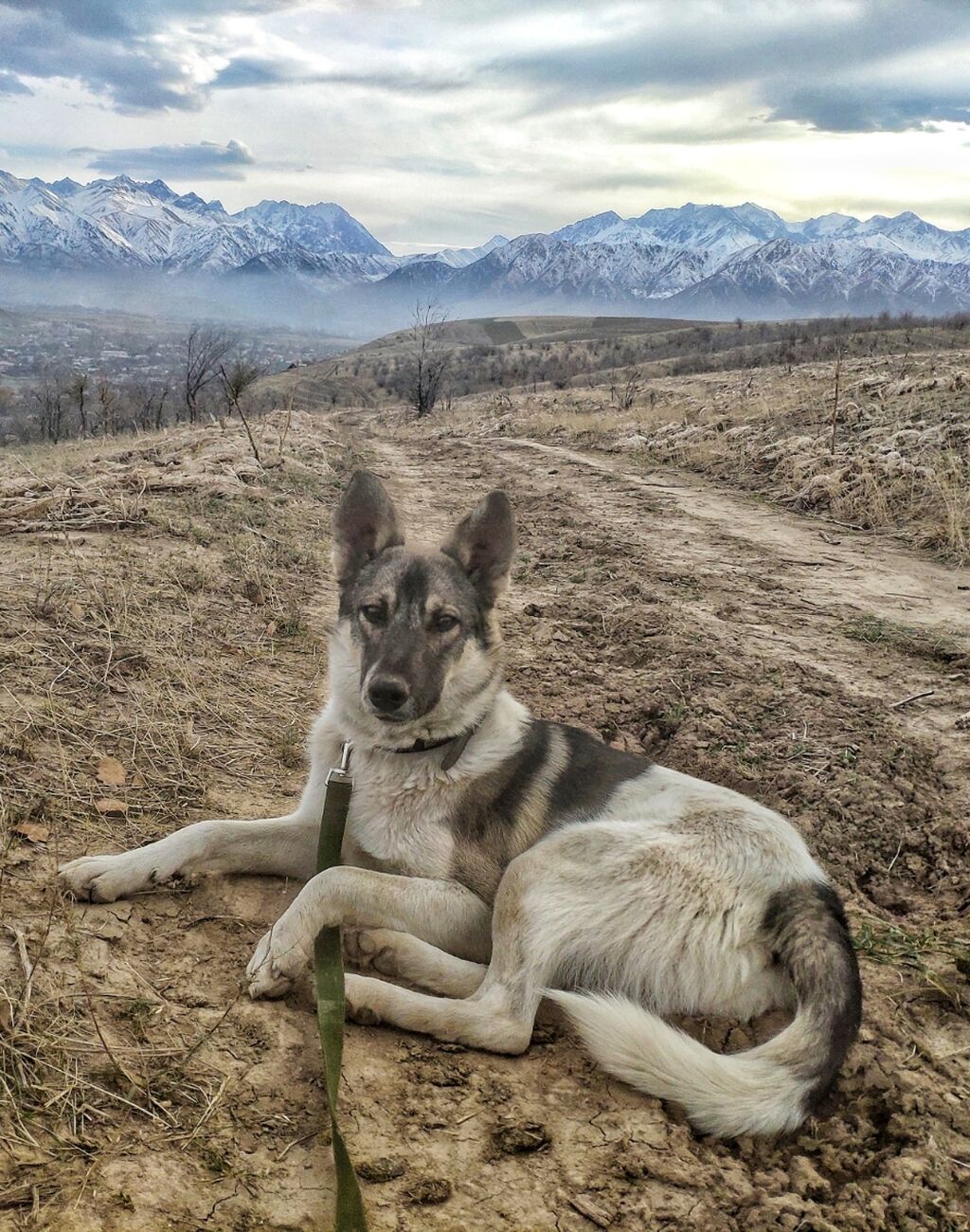 Кобель ЗСЛ вязка