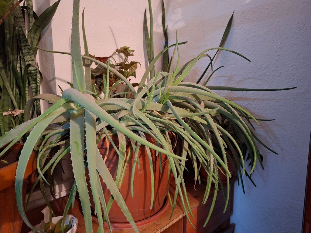 8000 сомАлоэ (вероятно, Aloe arborescens) в крупном пластиковом: фото 3