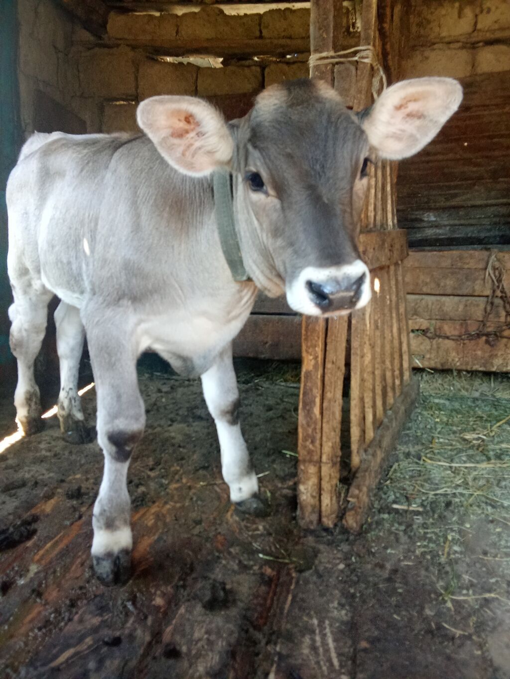 Продаю телёнка породы Швиц, 2 месяца: фото 5