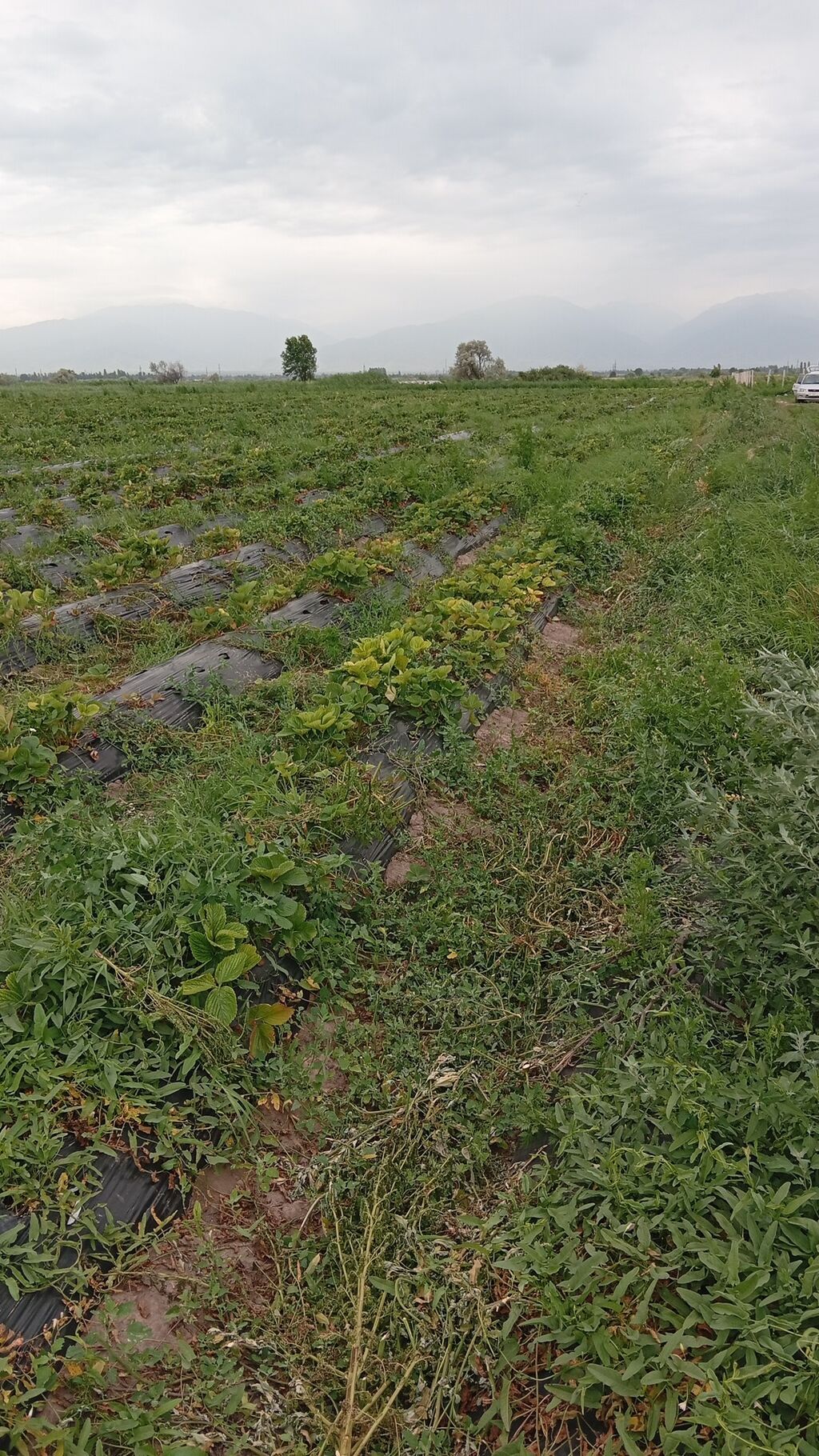 Продаю действующий бизнес, полтора гектара клубники Альбион, клубника