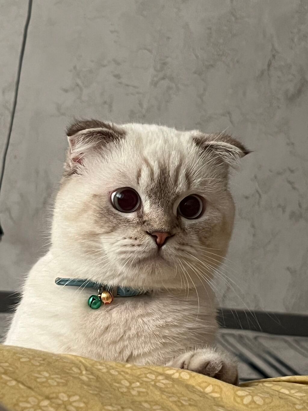 Ищю невесту для кота💋 (Для вязки): Договорная ᐈ Коты | Бишкек ...