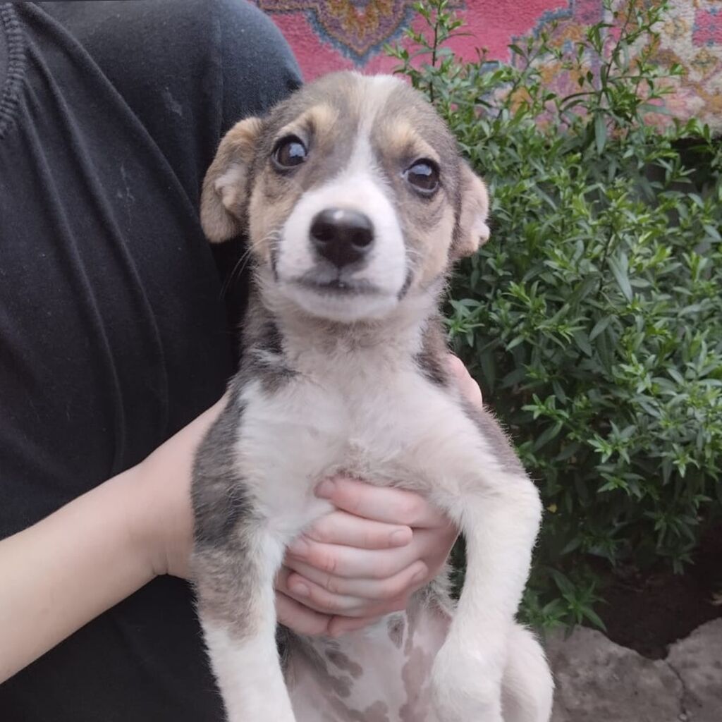 Австралийский хилер (Австралийская пастушья собака) / Australian Cattle Dog