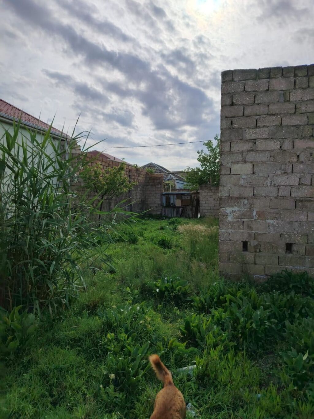 Tikinti