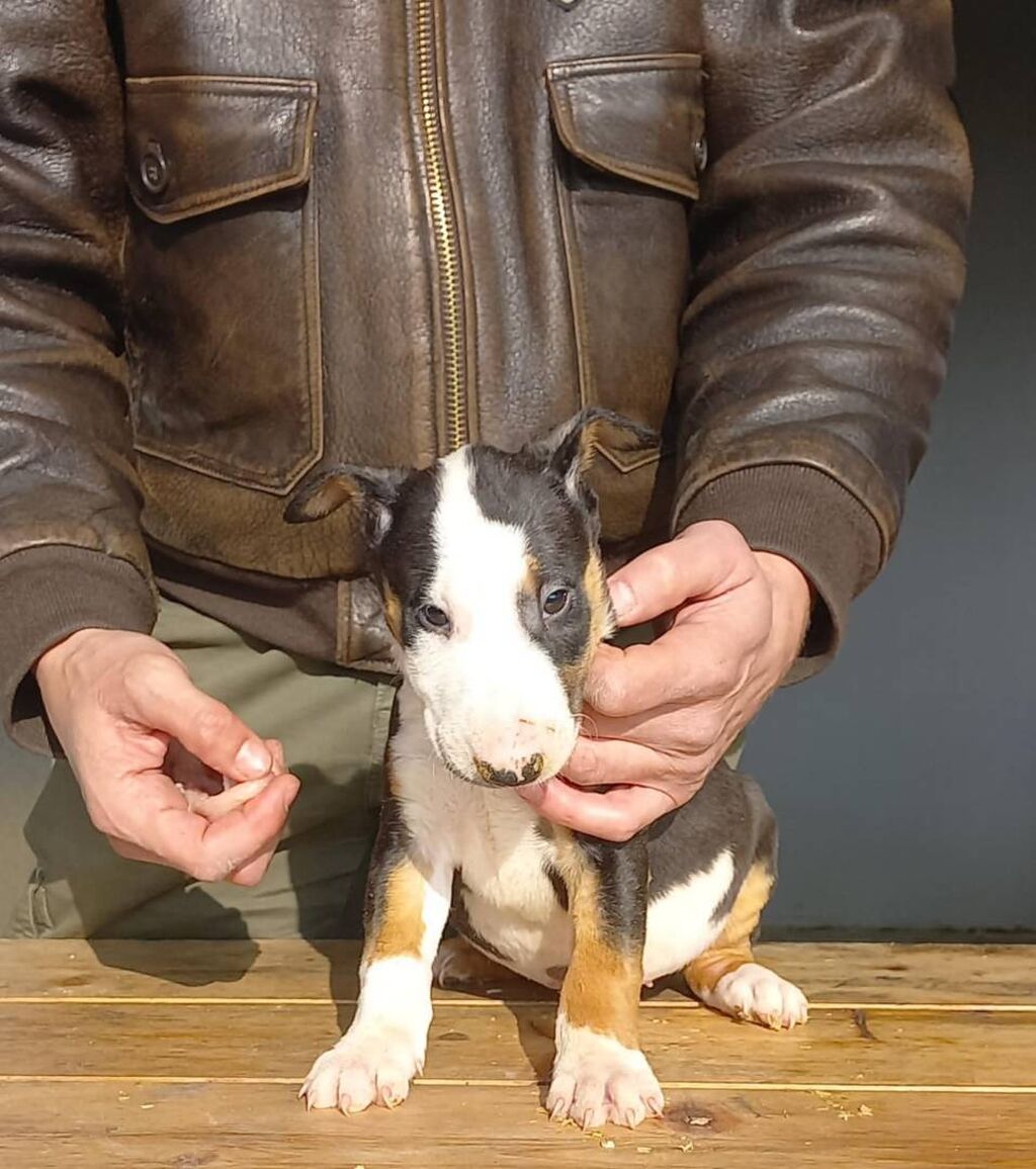 Psi: Odgajivačnica TIKVARA LAKE KENNEL FCI 7519 predstavlja vrhunske štence