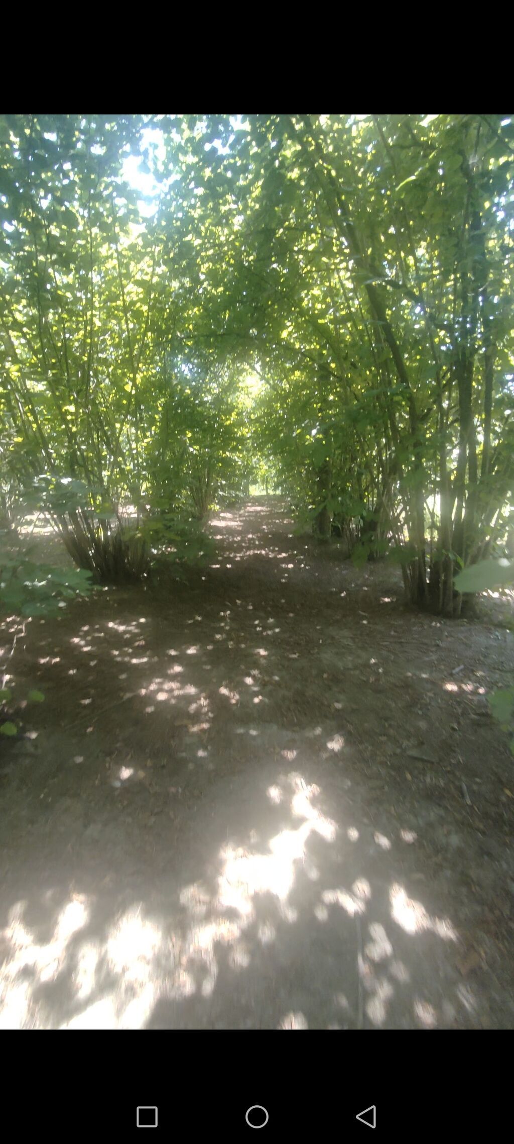11 sot, Tikinti, Barter mümkündür, Kupça (Çıxarış)