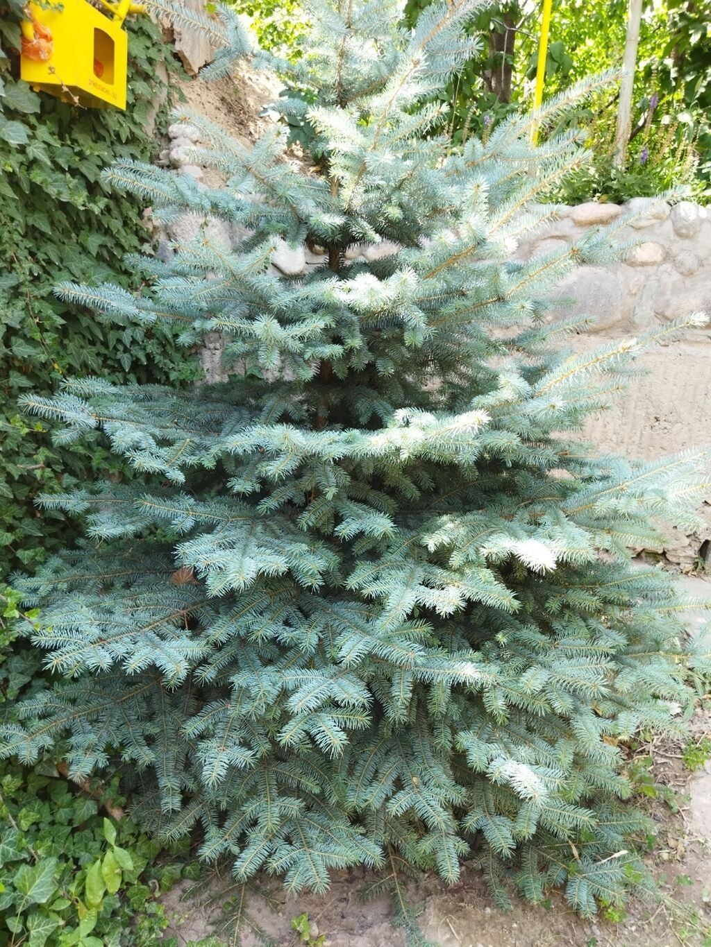 Ели голубые!Голубые ёлочки! Продаю шикарные голубые | 1500 KGS ...