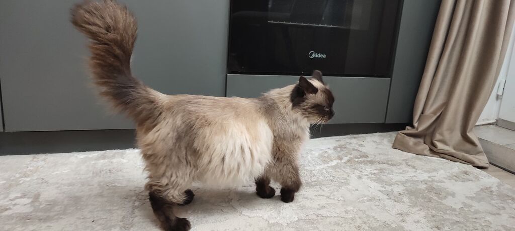 Кошка игривая ласковая 1 год .колор‑пойнт. Ходит строго в лоток: фото 2
