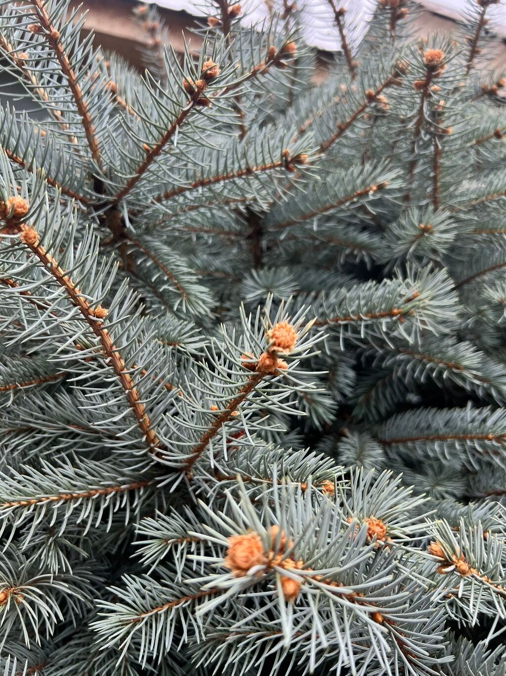 Голубая ель срочно: фото 6