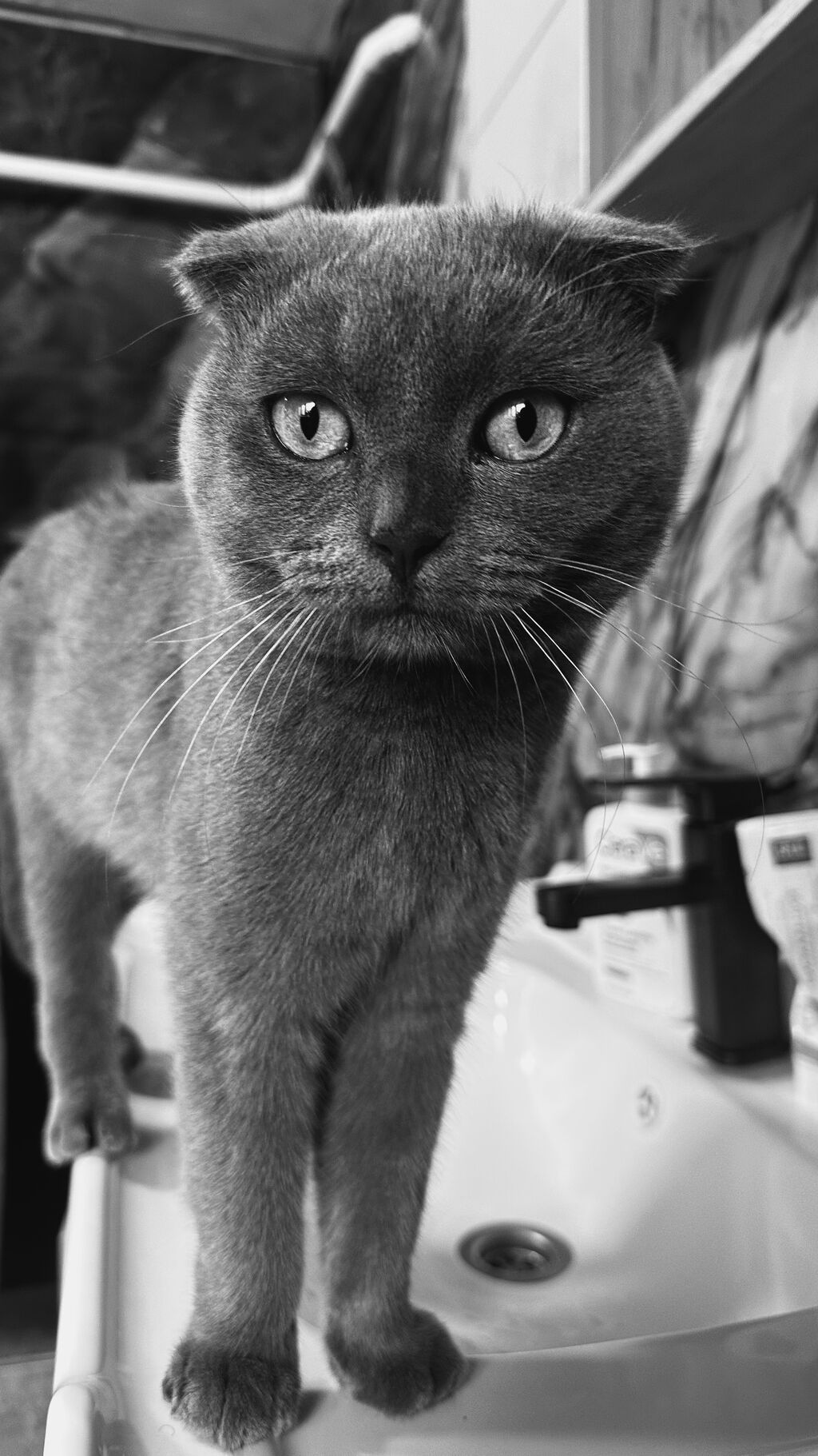 Скотиш Фолд (Шотландская вислоухая), 2 месяца, Мальчик, Голубой, Приучена к лотку: фото 3
