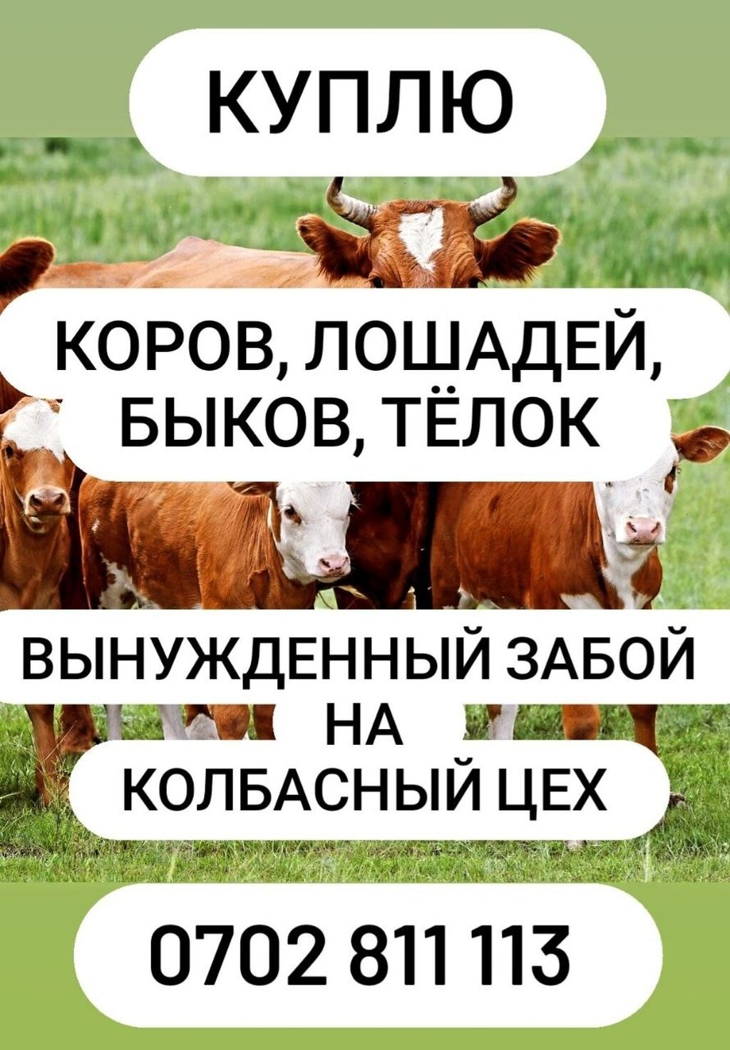 Скупщик скота