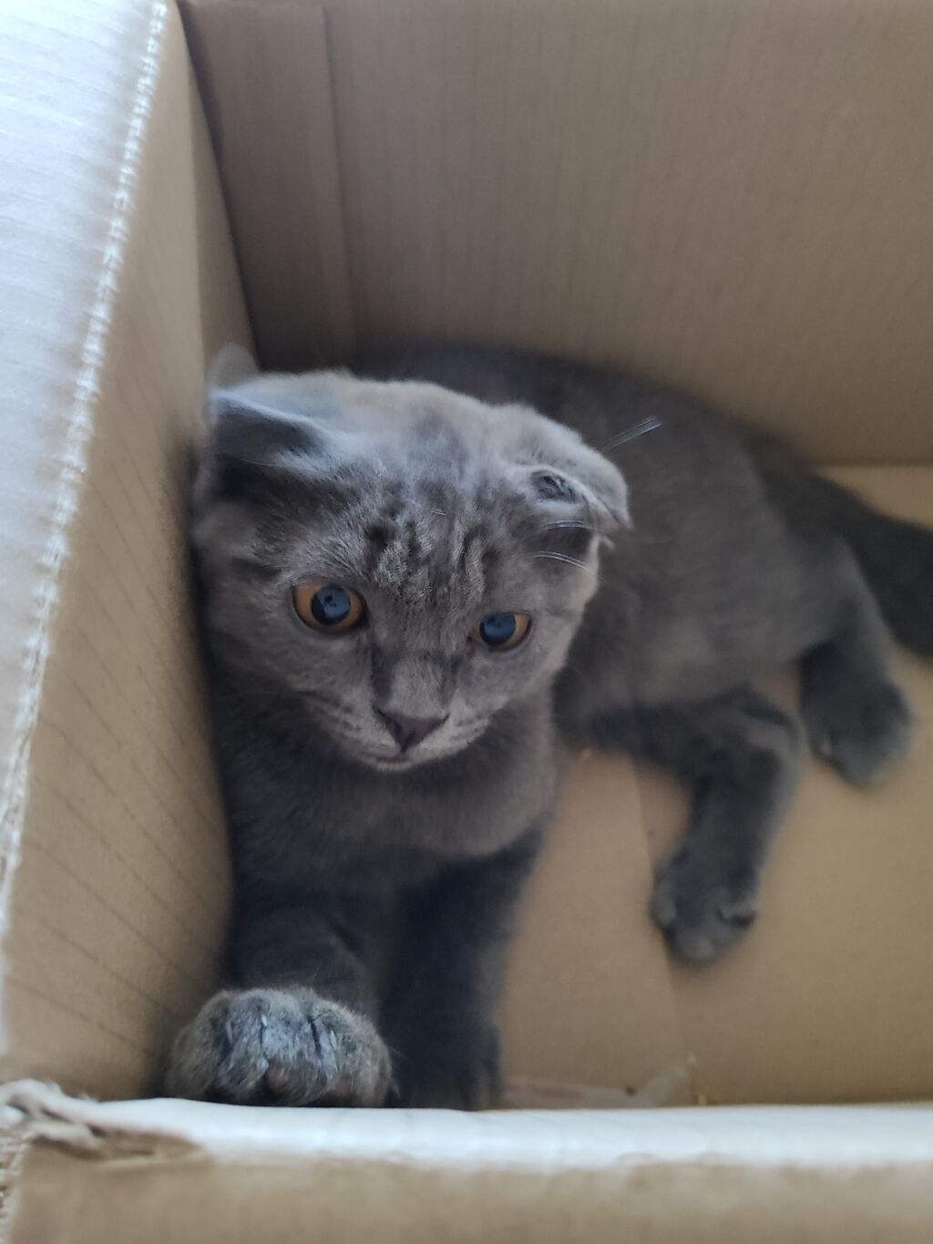Отдаем в хорошие руки котята очень игривые послушные к лотку причины: фото 3