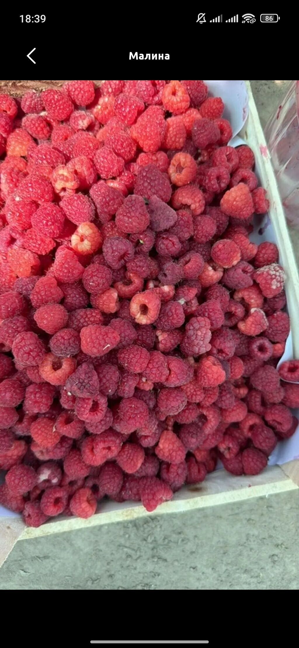 Продам свежую малину: фото 2