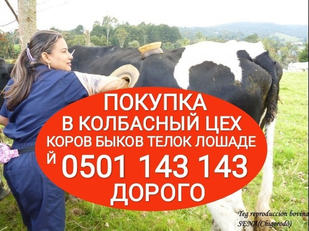 Куплю скот на забой: коровы, быки, лошади