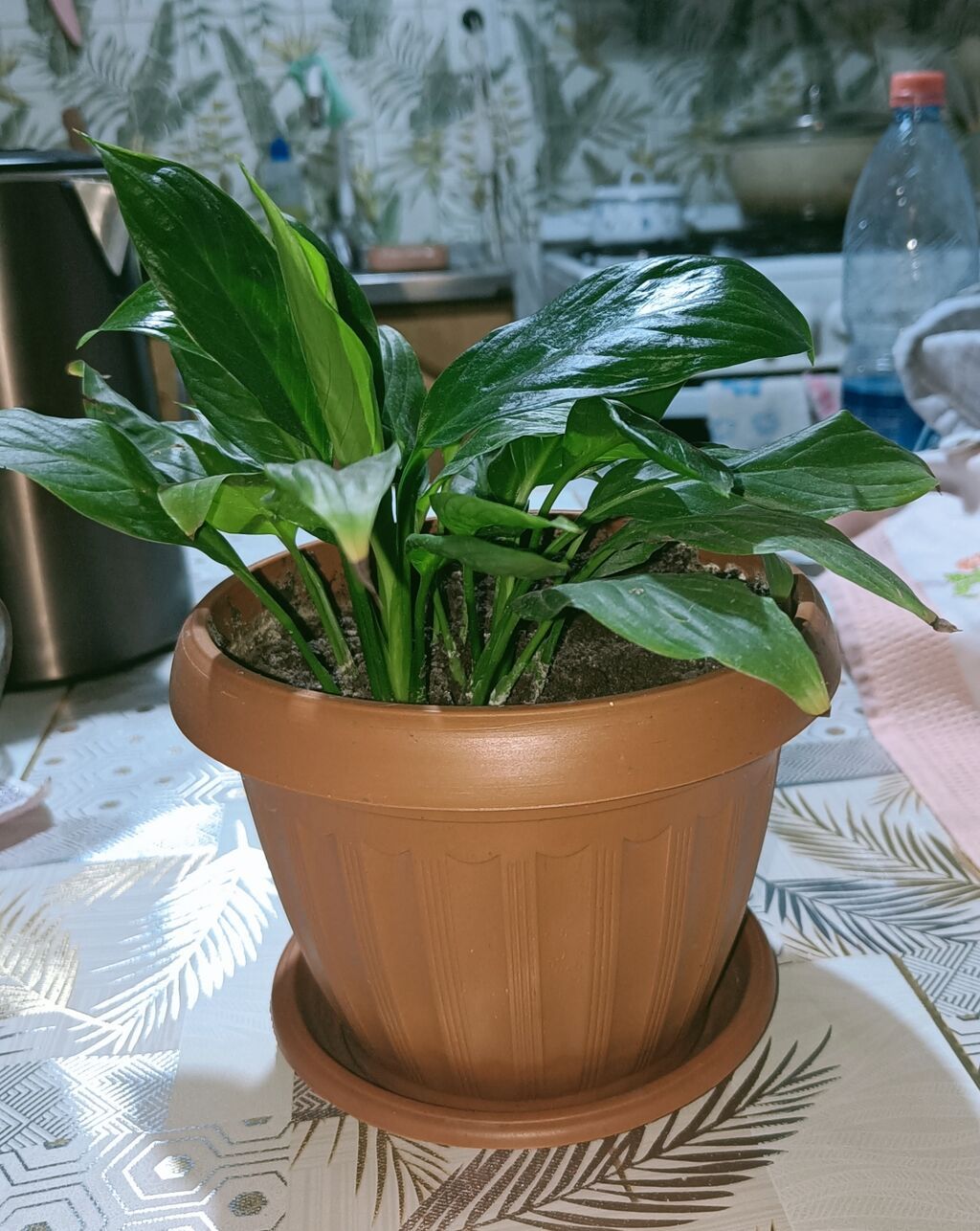 Спатифиллум (Spathiphyllum) в горшке - Компактный куст с плотной: фото 1