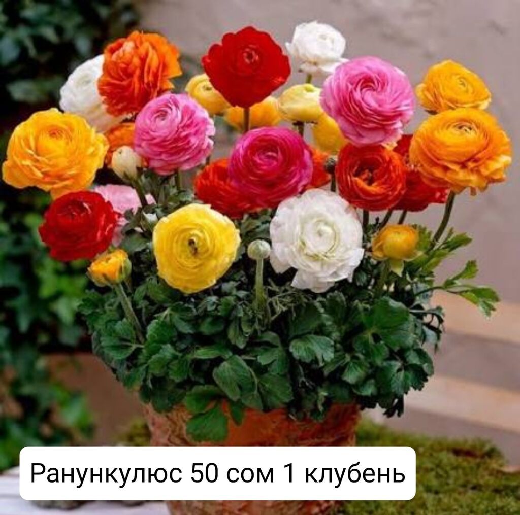 Другие садовые цветы и кустарники: Ранункулюсы и анемоны — клубни для посадки. - Ранункулюс (азиатский