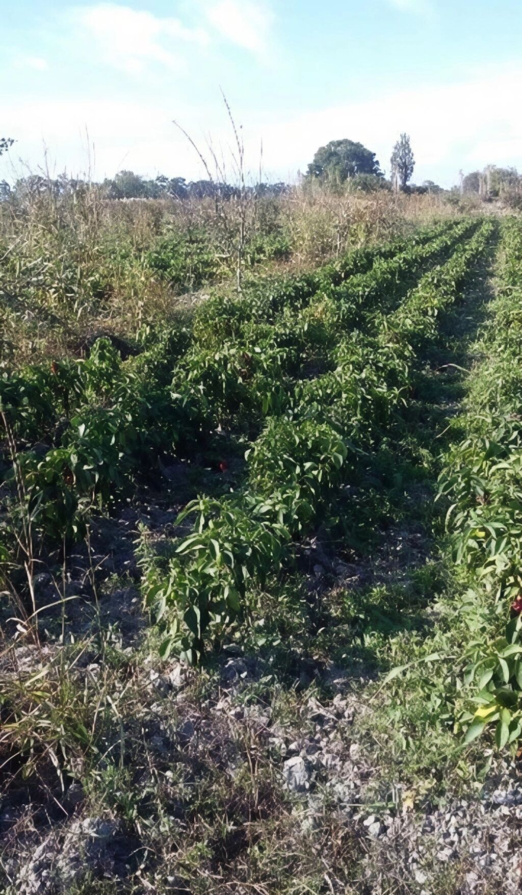 180 sot, Kənd təsərrüfatı, Kupça (Çıxarış)