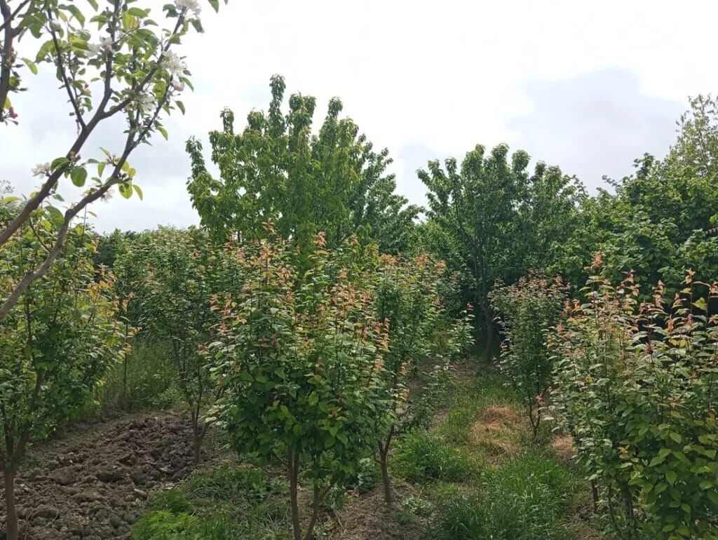 5 otaqlı, 100 kv. m, Kredit yoxdur, Orta təmir