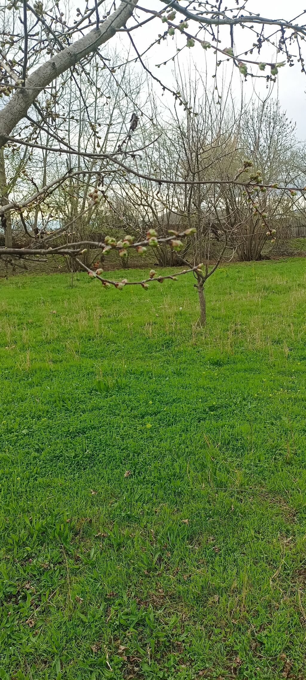 Qəbələ, 100 kv. m, 5 otaqlı, Hovuzsuz, İnternet