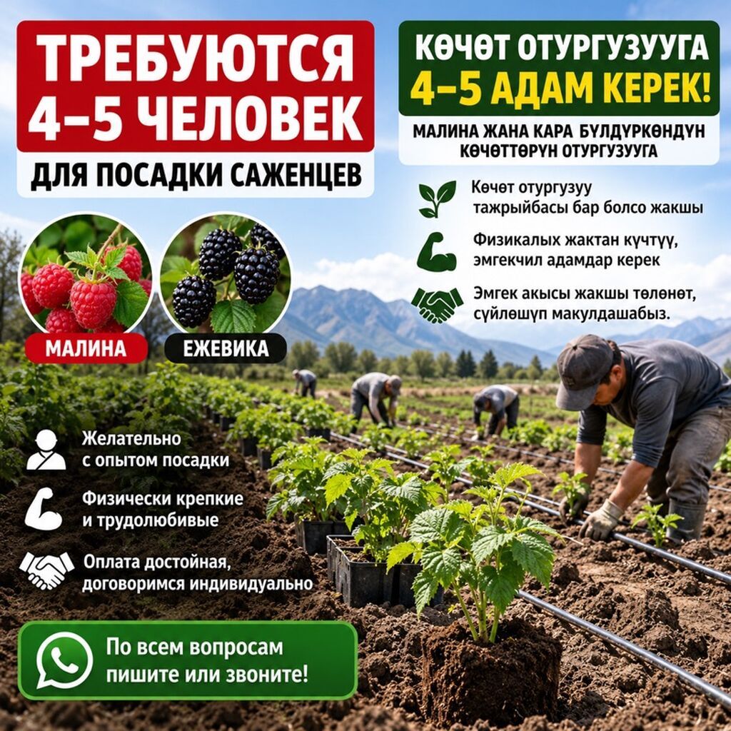 Требуются 4–5 человек для посадки саженцев