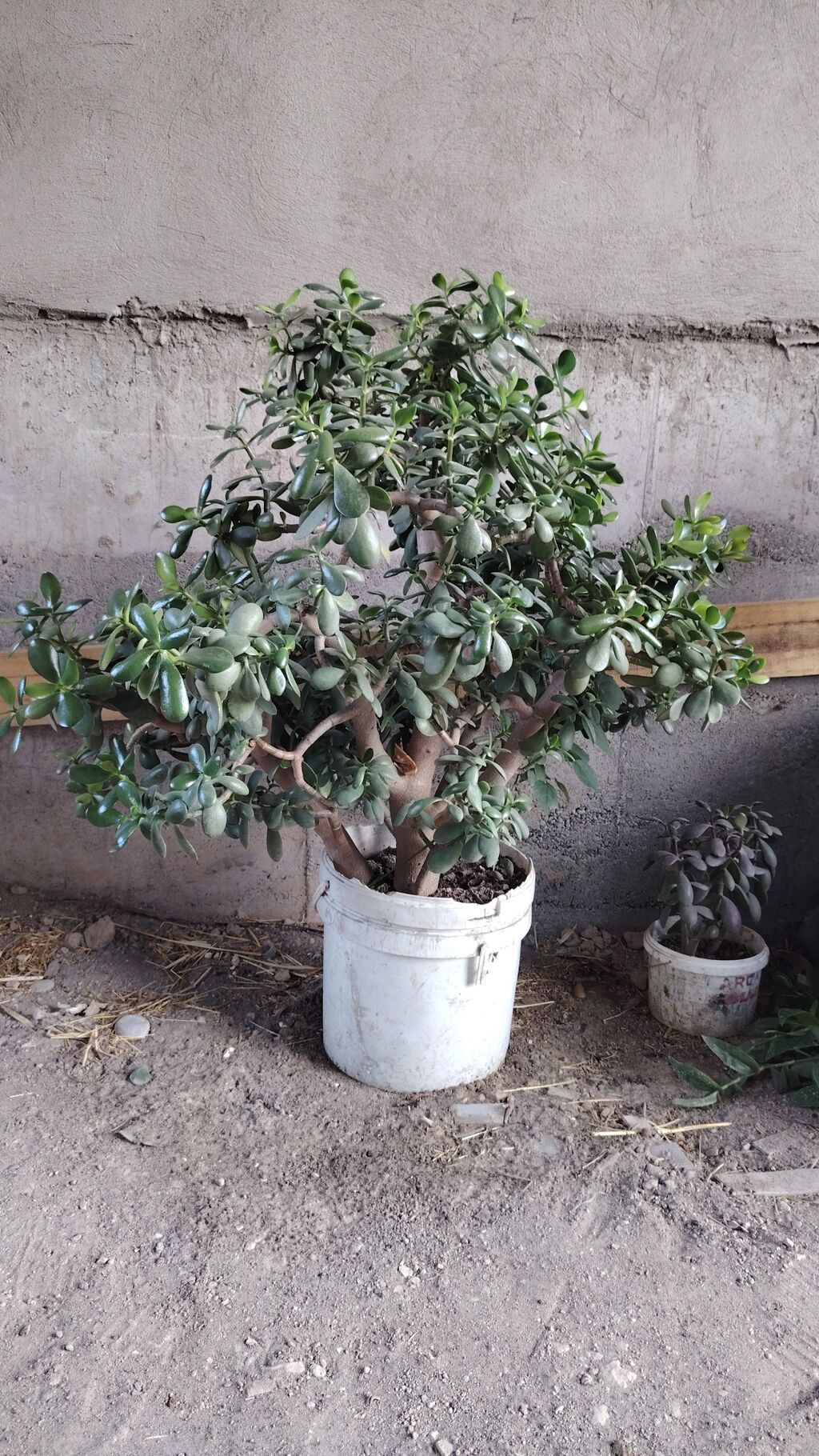 Крупное комнатное растение — денежное дерево (Crassula ovata: фото 2