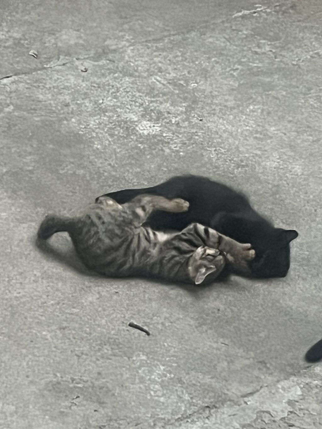 Котята ищут добрые и любящие руки! Отдаем очаровательных котят в: фото 5