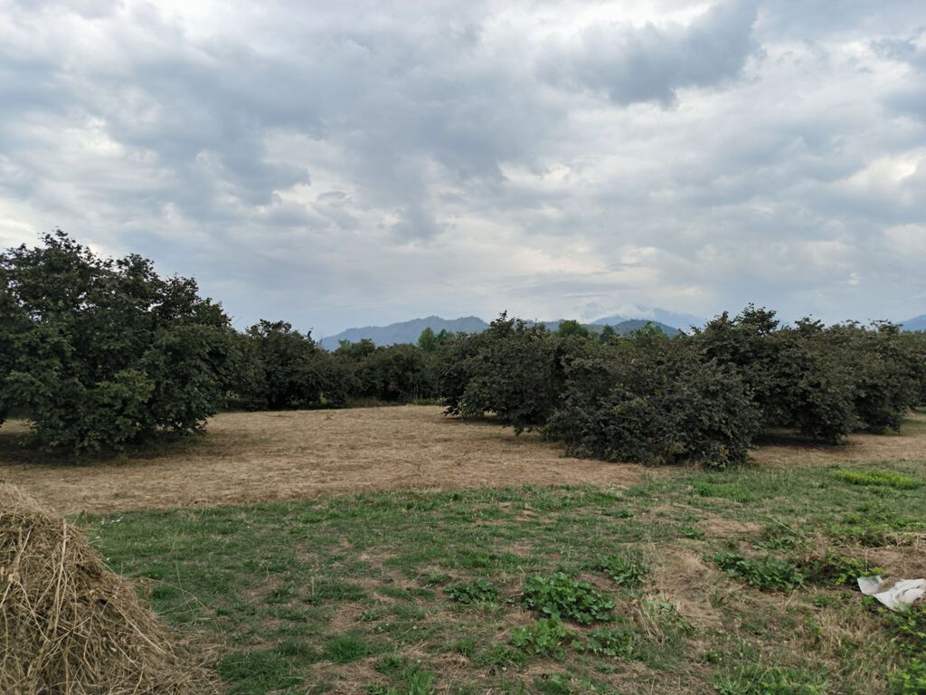 250 sot, Tikinti, Mülkiyyətçi, Kupça (Çıxarış)