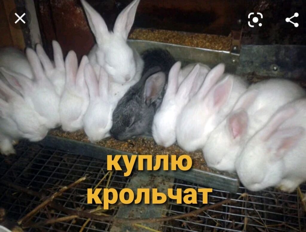 Купить Кроликов В Калужской Области Для Разведения
