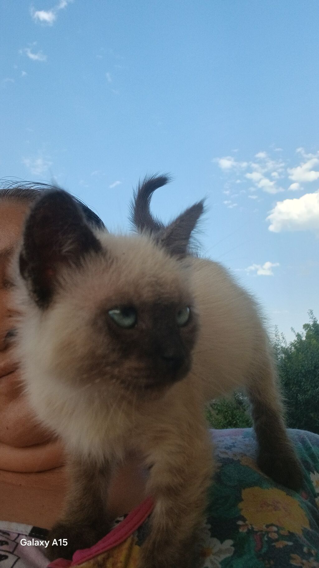 Котёнок с сиамским окрасом (поинтовый). Ласковый, контактный, любит — фото 4