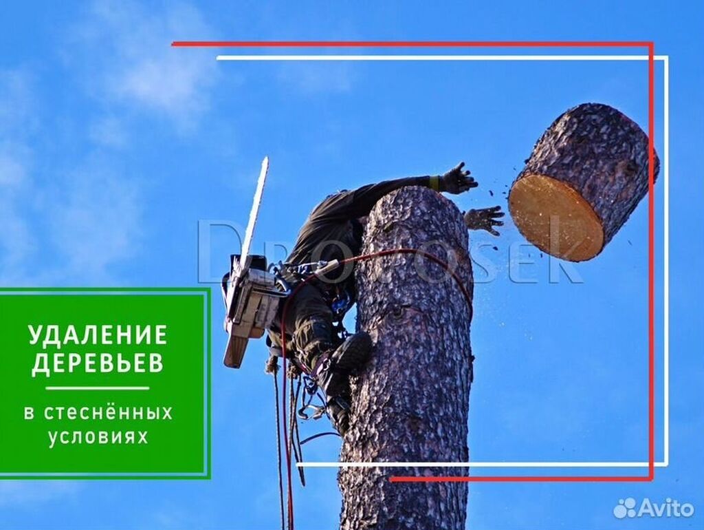 Дровосек удаление деревьев. Дровосек удаление деревьев